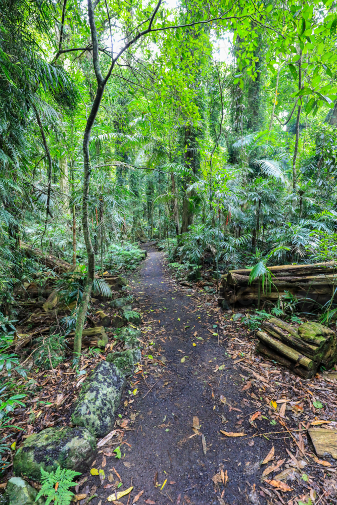 View of walkway going through Dorrigo National Park in New South Wales, Australia - Australian Stock Image