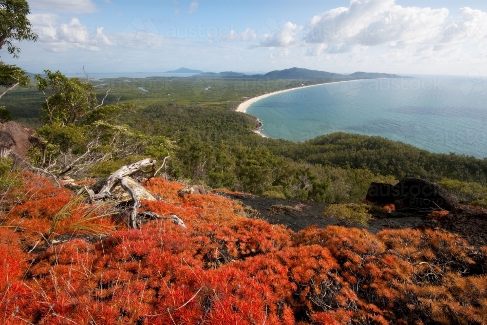 View over Hinchinbrook Island from Nina Peak with resurrection plants in foreground - Australian Stock Image