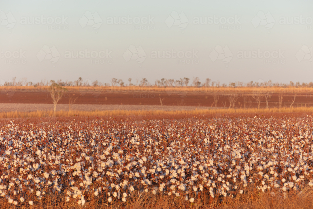 View over the cotton fields, Northern Territory - Australian Stock Image