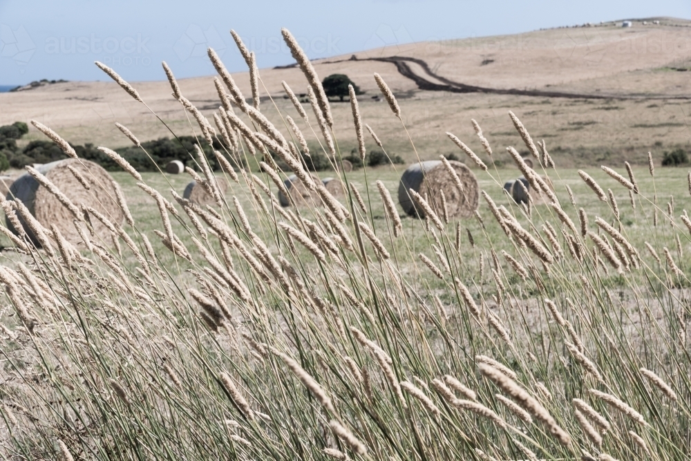 View through the grasses over the pastures of hay - Australian Stock Image