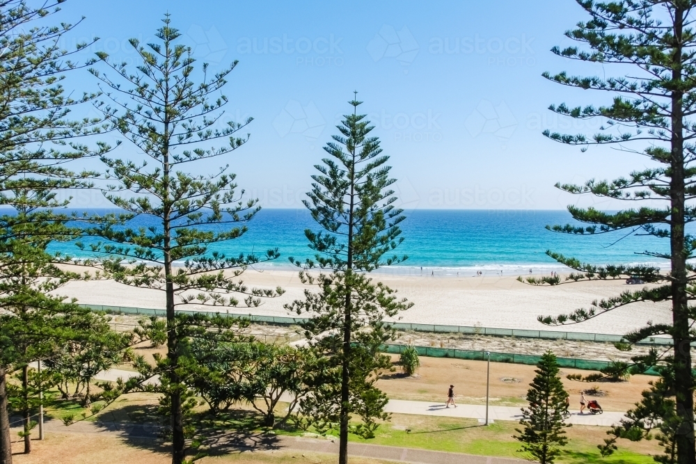 View through the pine trees of Coolangatta beach - Australian Stock Image