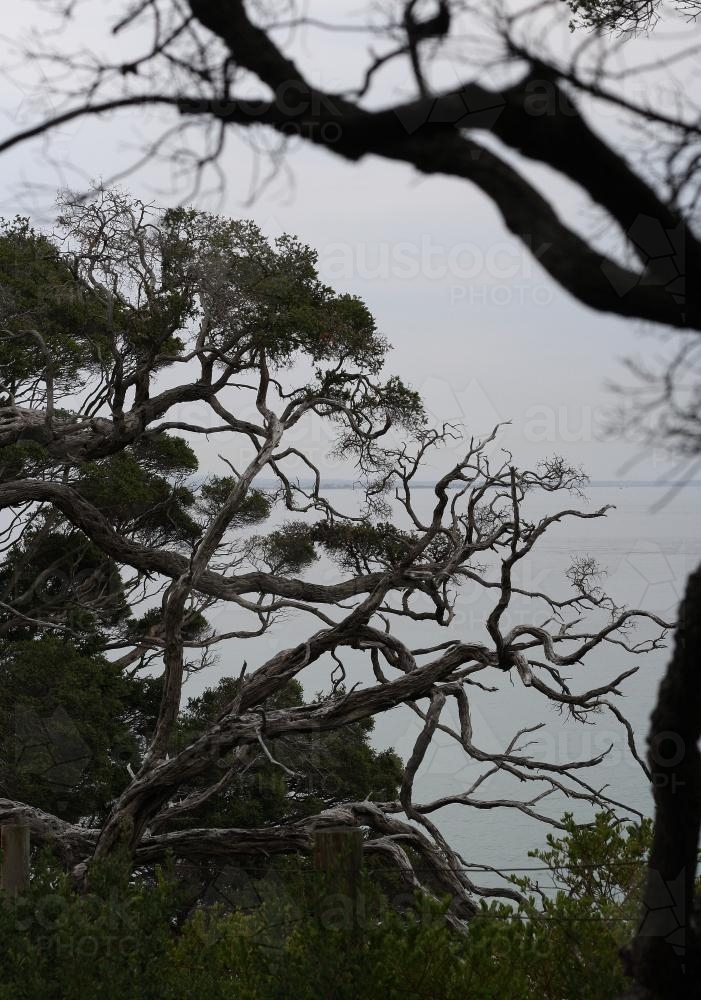 View through tree branches to the sea on an overcast day - Australian Stock Image