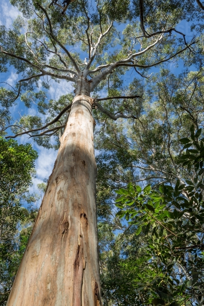 Image of View up the trunk of a tall gumtree (Mountain Blue Gum) with ...