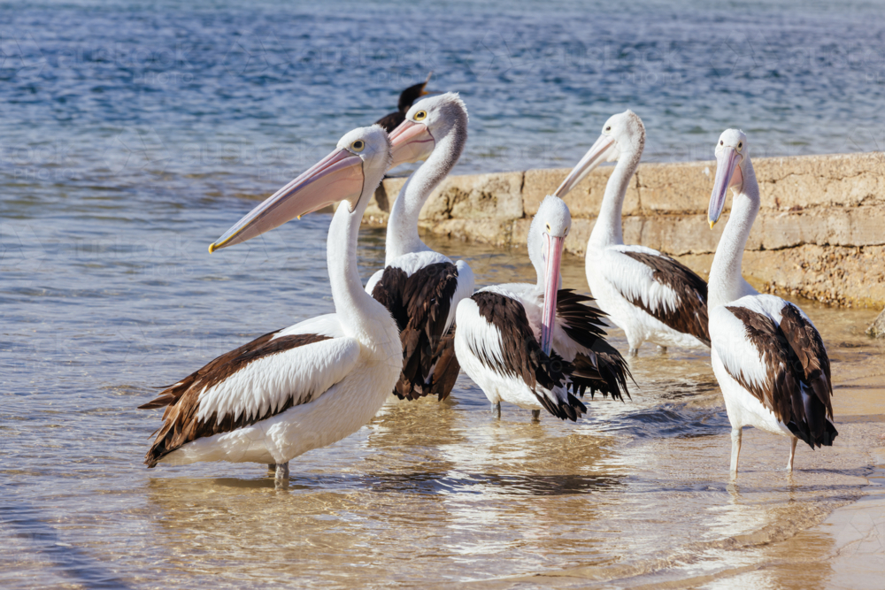 Views of Australian pelican bird at Mossy Point in Broulee on a warm sunny spring day - Australian Stock Image