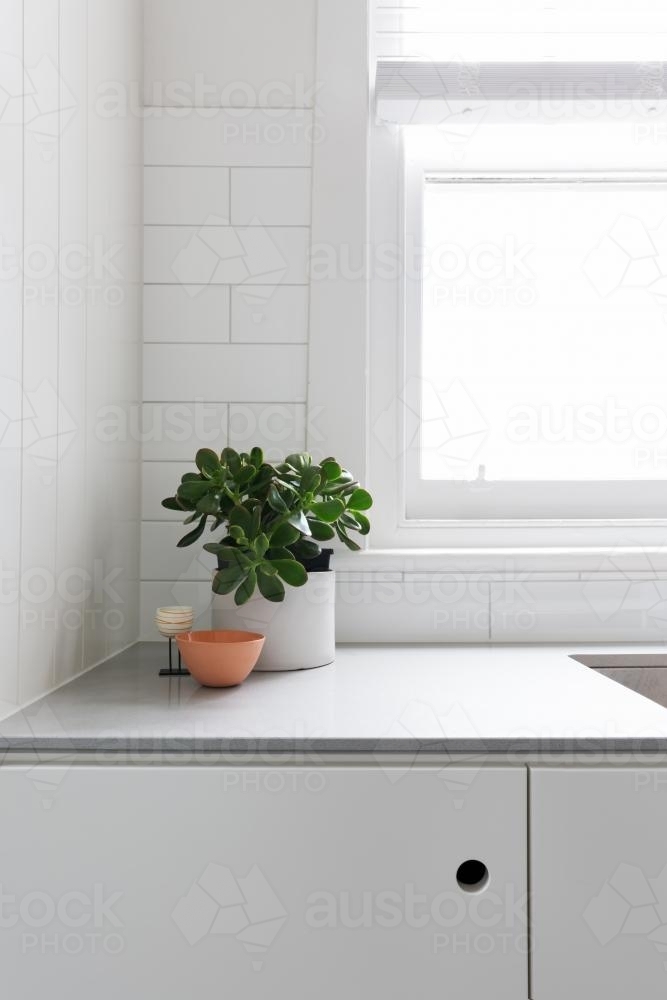 Vignette of pot plant and ornaments on classic kitchen benchtop - Australian Stock Image