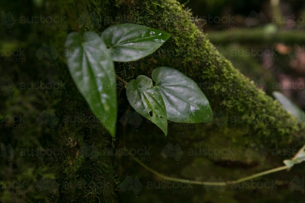 Vine growing on the side of a tree - Australian Stock Image