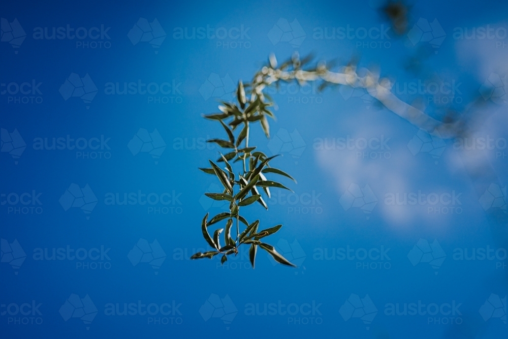 Vine hanging  from the sky - Australian Stock Image