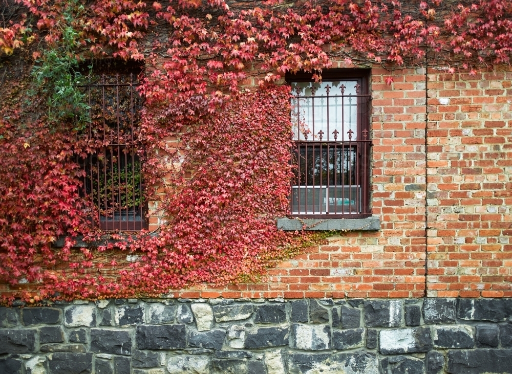 Vines growing over a heritage brick and bluestone building - Australian Stock Image