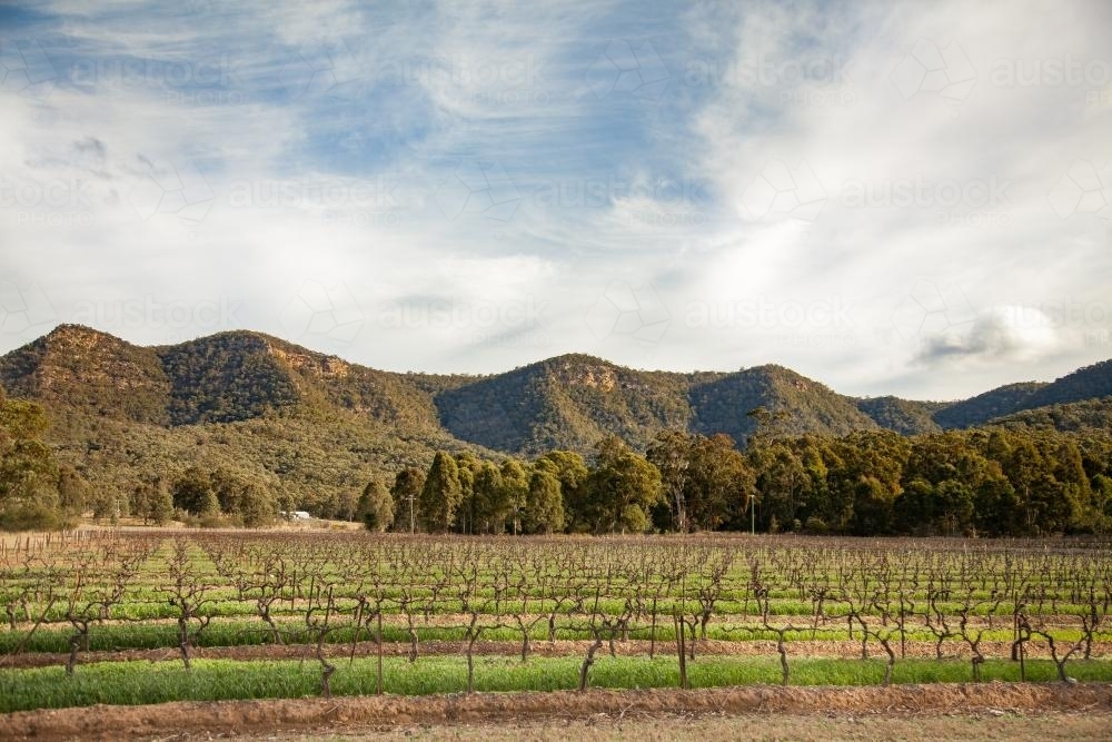 Vines in a vineyard in winter - Australian Stock Image