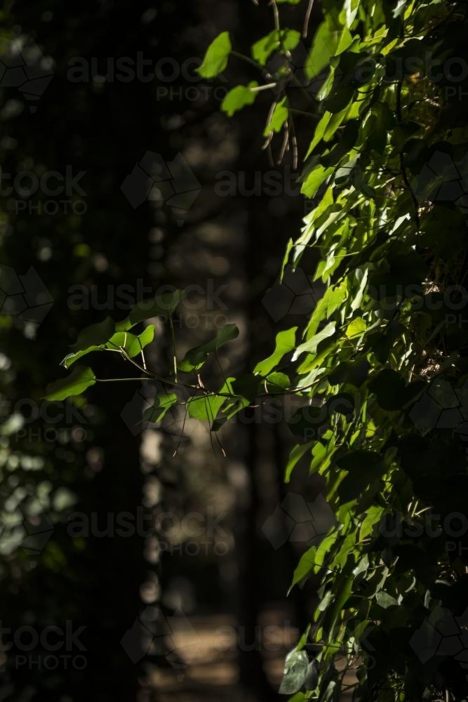 Vines leaves in the sun - Australian Stock Image