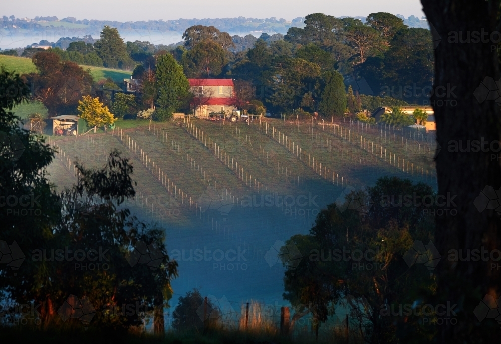 Vineyard and Farmhouse on a Hill - Australian Stock Image