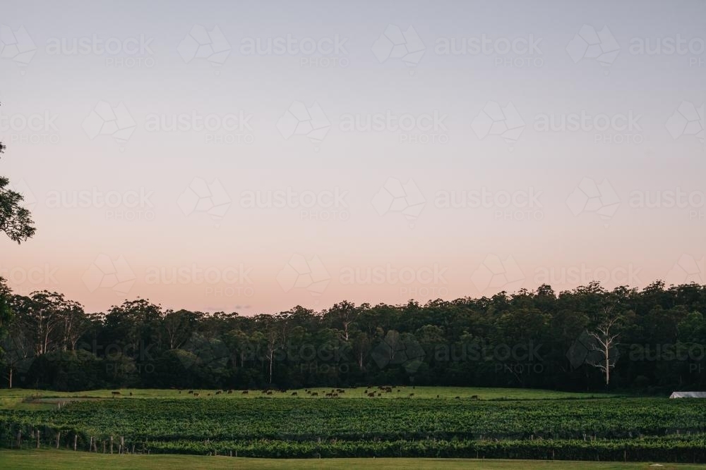 Vineyard at dusk - Australian Stock Image