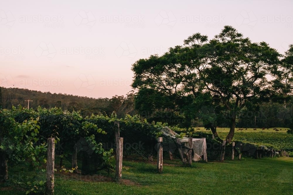 Vineyard at dusk with Jacaranda Tree - Australian Stock Image