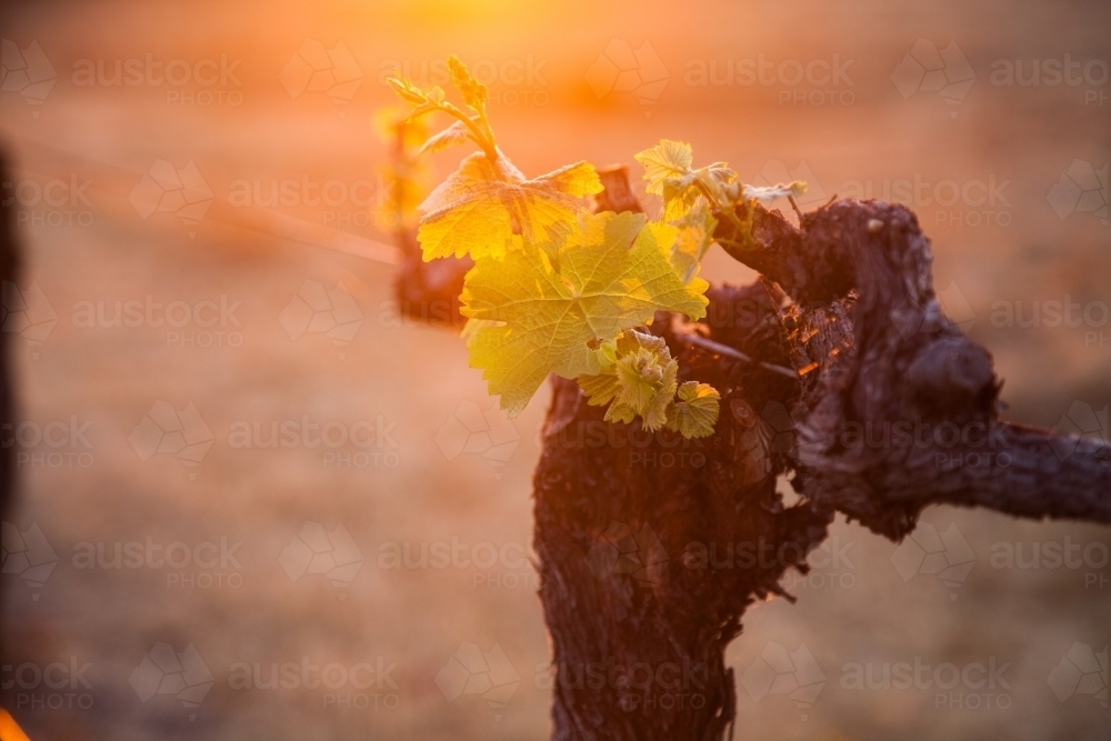 Sun haze and new growth on grapevine plant - Australian Stock Image