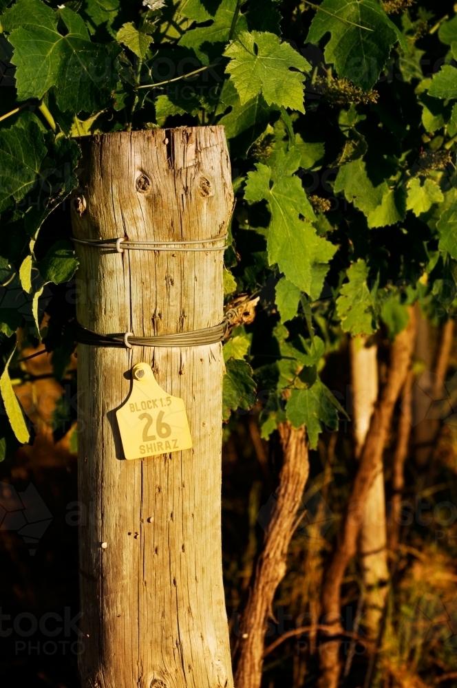 Vineyard block - Australian Stock Image