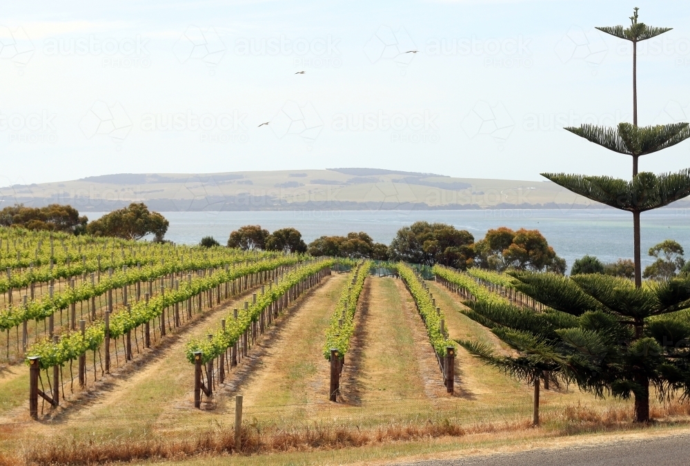 Vineyard by the sea - Australian Stock Image