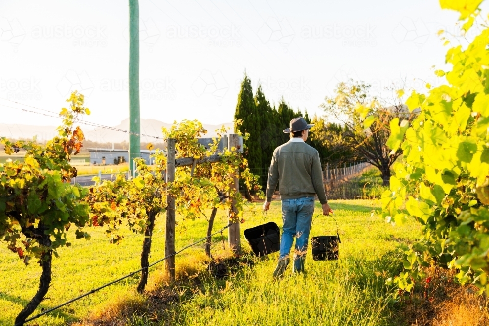 Vineyard grape picking worker carrying buckets of grapes between vines - Australian Stock Image