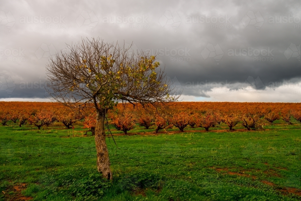 vineyard in autumn - Australian Stock Image