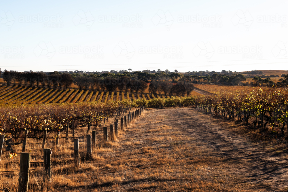 Vineyard in Barrossa Valley early morning, South Australia - Australian Stock Image