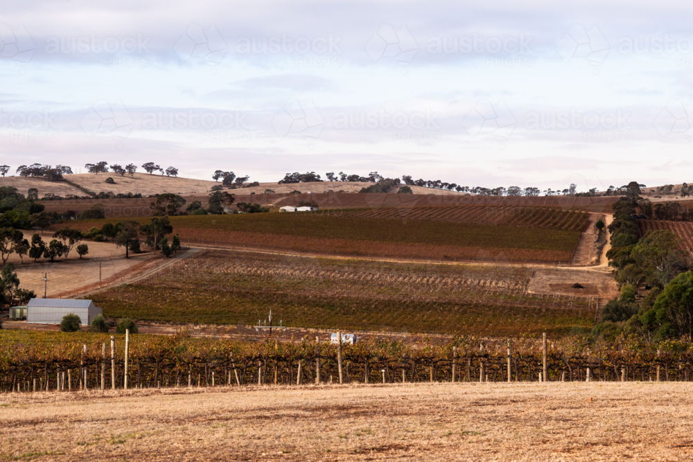 Vineyard in Clare Valley early morning, South Australia - Australian Stock Image
