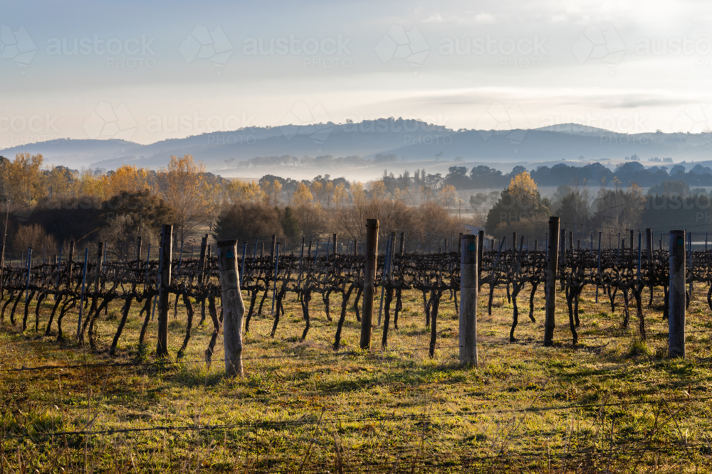 Vineyard in early morning light and fog in hills - Australian Stock Image
