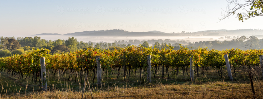 Vineyard in early morning light and fog in the hills - Australian Stock Image