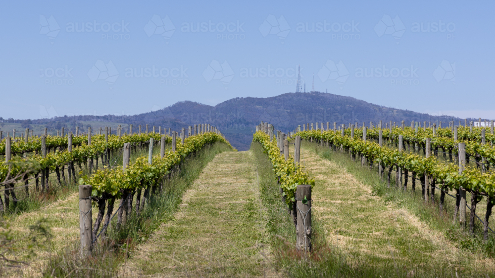 Vineyard in spring with Mt Canobolas against blue sky - Australian Stock Image