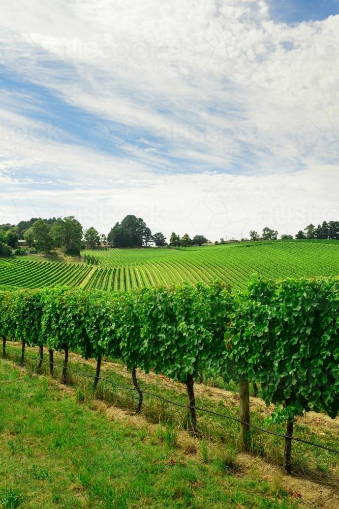 vineyard in summer, just before vintage - Australian Stock Image