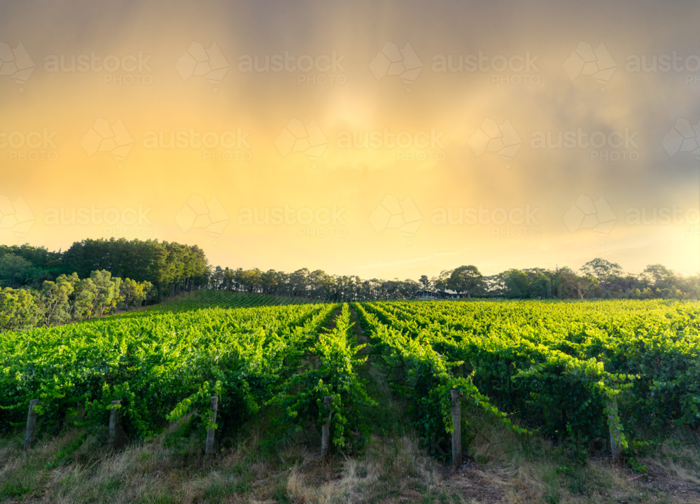 Vineyard in the Adelaide Hills - Australian Stock Image