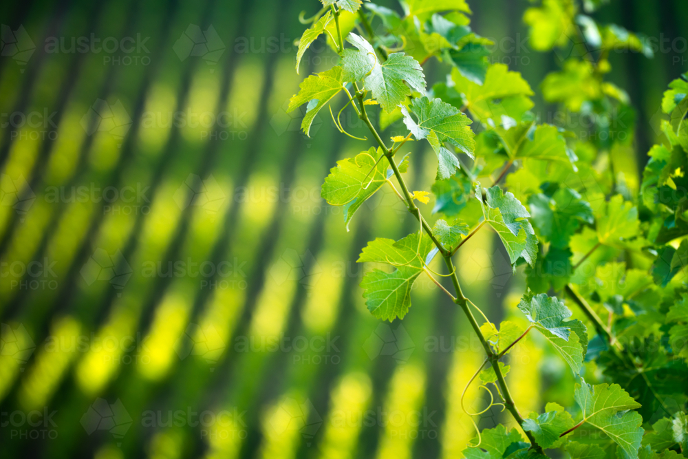 Vineyard in the Adelaide Hills - Australian Stock Image
