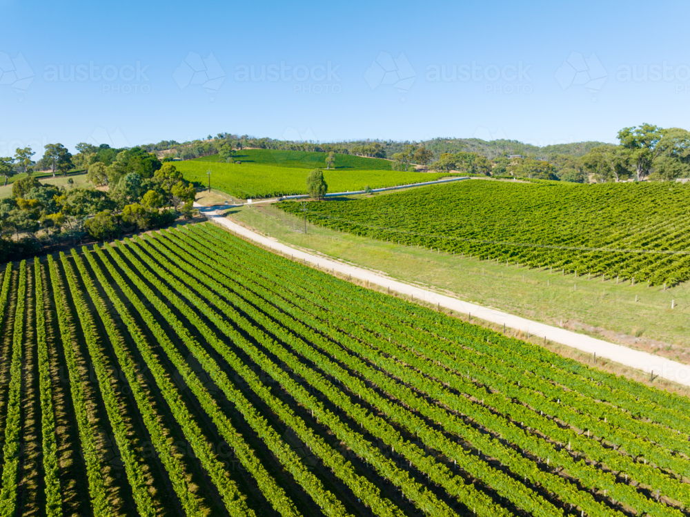 Vineyard in the Adelaide Hills - Australian Stock Image