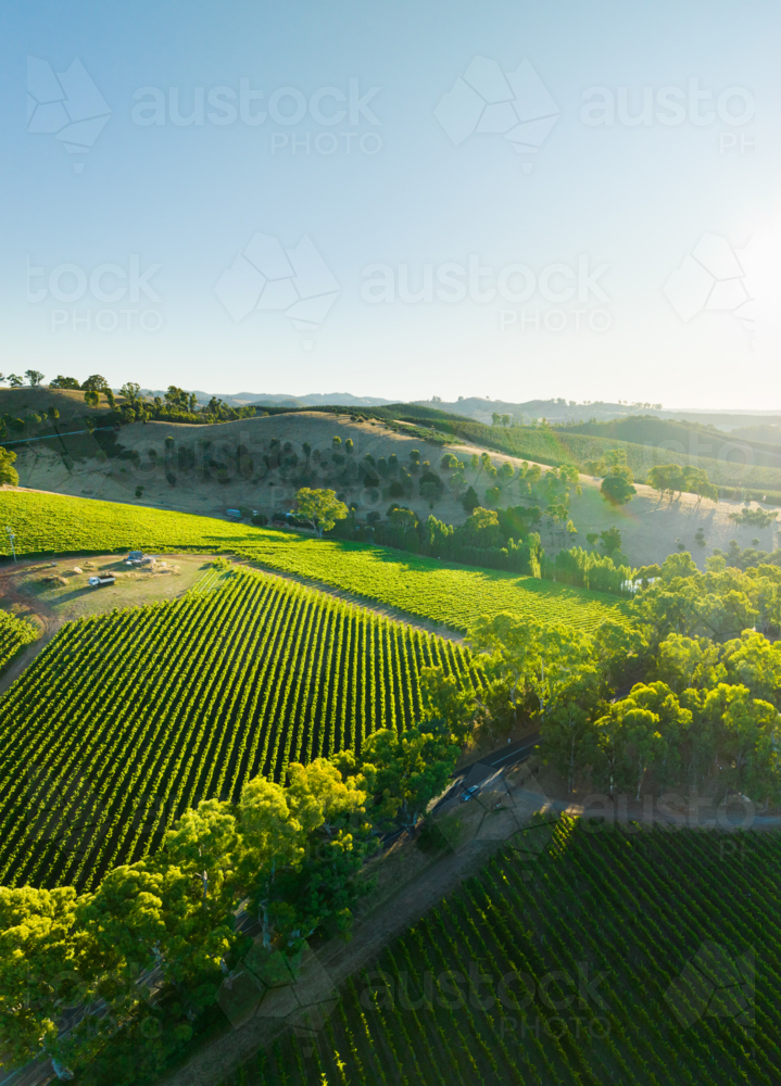 Vineyard in the Adelaide Hills - Australian Stock Image