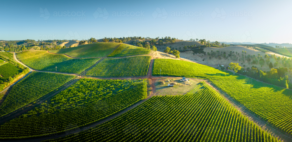 Vineyard in the Adelaide Hills - Australian Stock Image