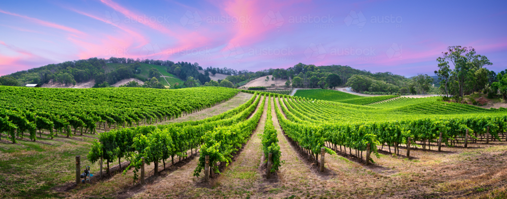 Vineyard in the Adelaide Hills - Australian Stock Image