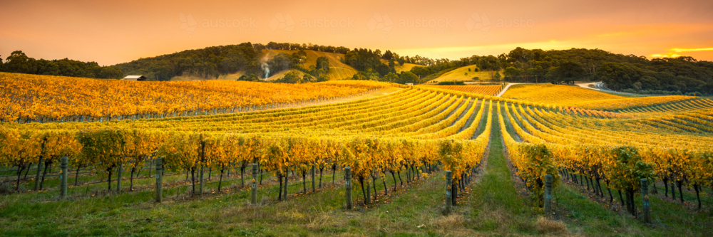 Vineyard in the Adelaide Hills - Australian Stock Image