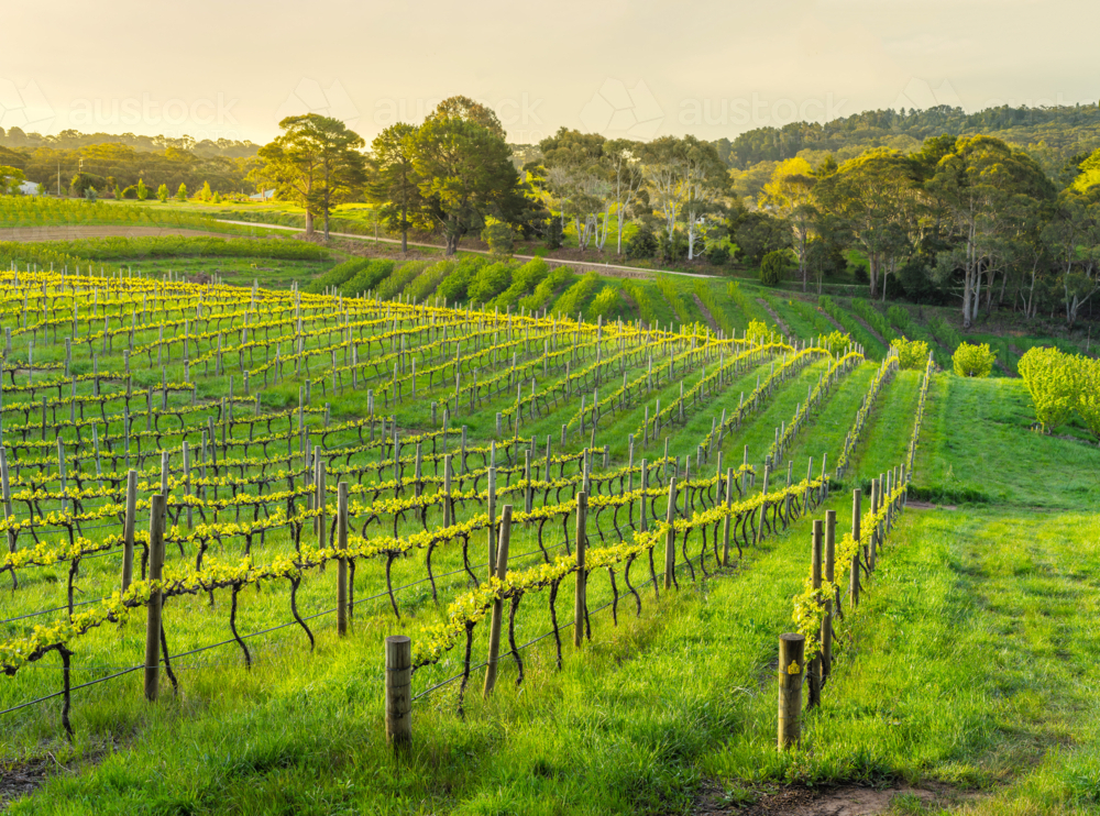 Vineyard in the Adelaide Hills - Australian Stock Image