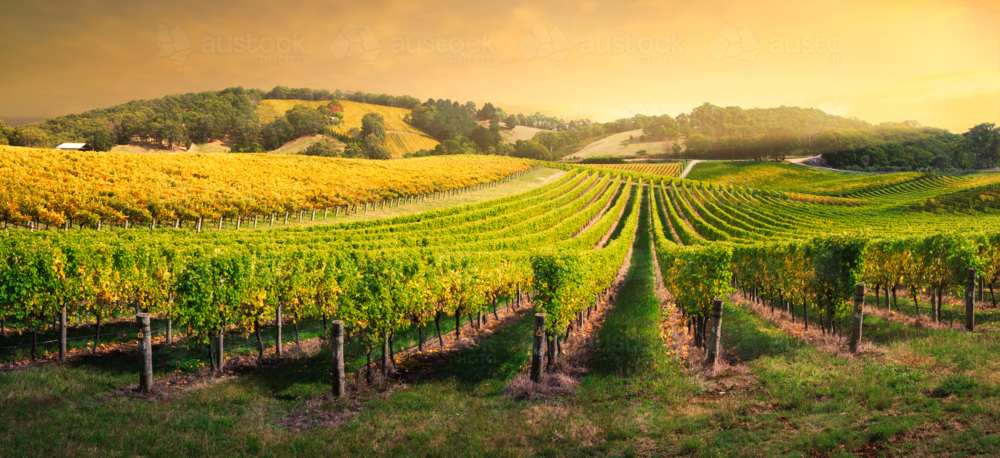 Vineyard in the Adelaide Hills - Australian Stock Image