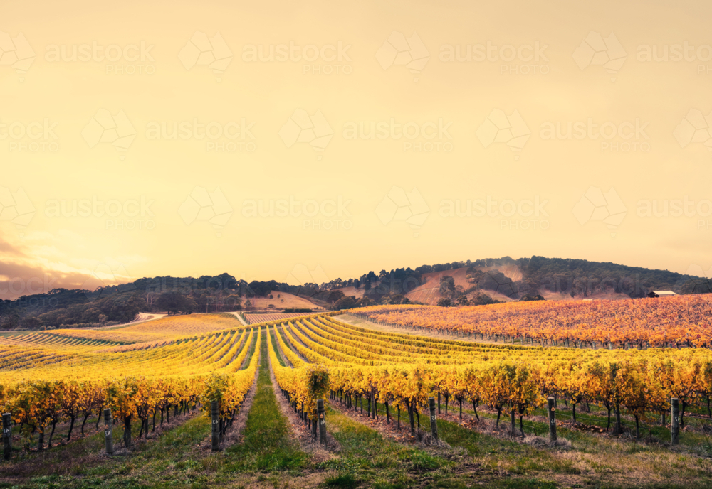 Vineyard in the Adelaide Hills - Australian Stock Image