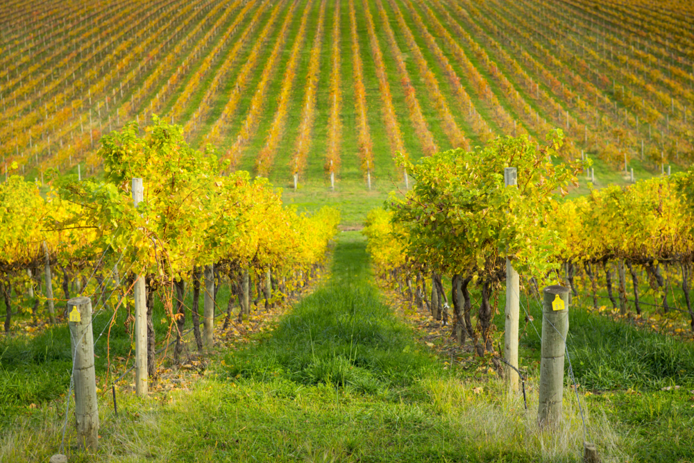 Vineyard in the Adelaide Hills - Australian Stock Image