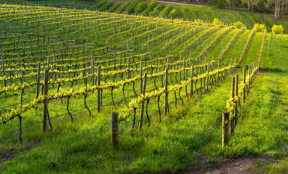 Vineyard in the Adelaide Hills - Australian Stock Image