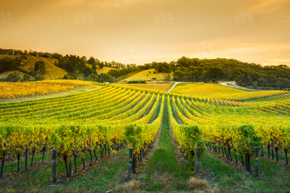 Vineyard in the Adelaide Hills - Australian Stock Image