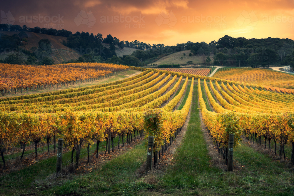 Vineyard in the Adelaide Hills - Australian Stock Image