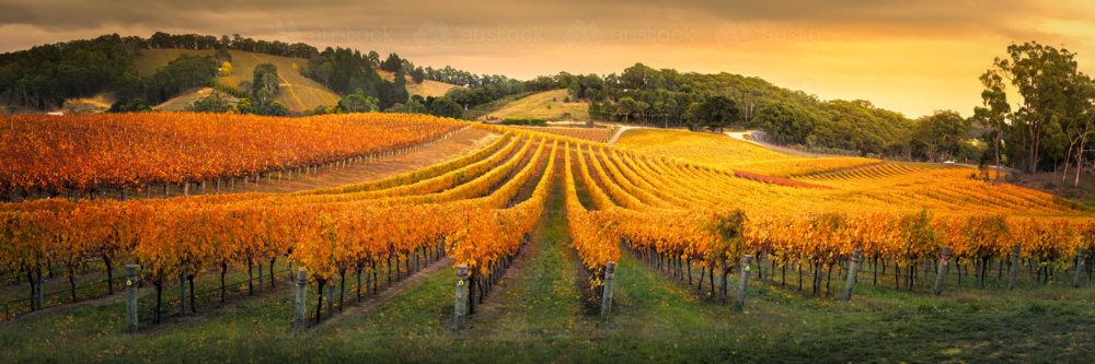 Vineyard in the Adelaide Hills - Australian Stock Image