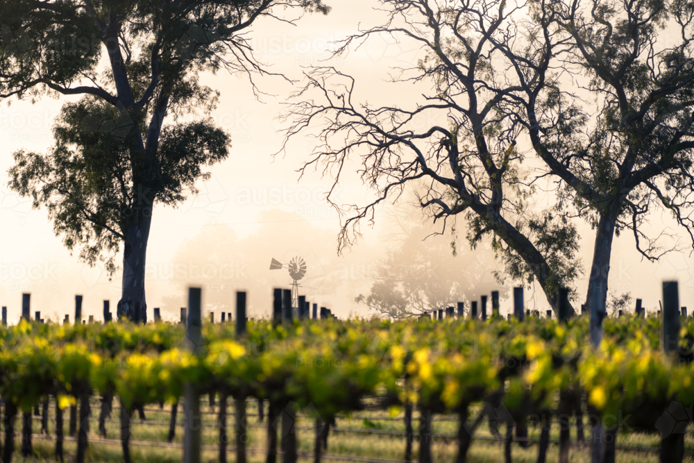 Vineyard in the Coonawarra - Australian Stock Image