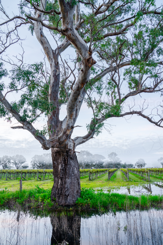 Vineyard in the Coonawarra - Australian Stock Image