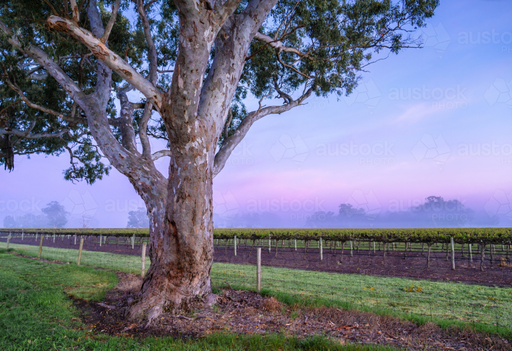 Vineyard in the Coonawarra - Australian Stock Image