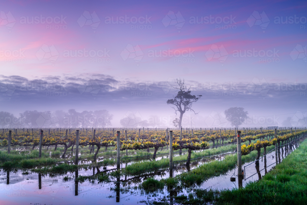 Vineyard in the Coonawarra - Australian Stock Image