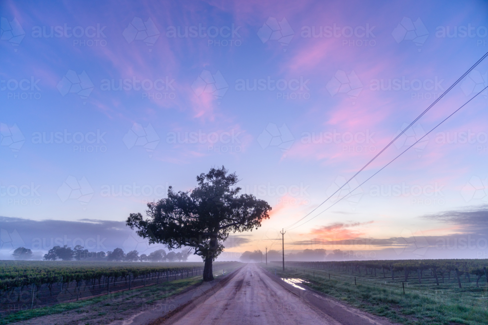 Vineyard in the Coonawarra - Australian Stock Image
