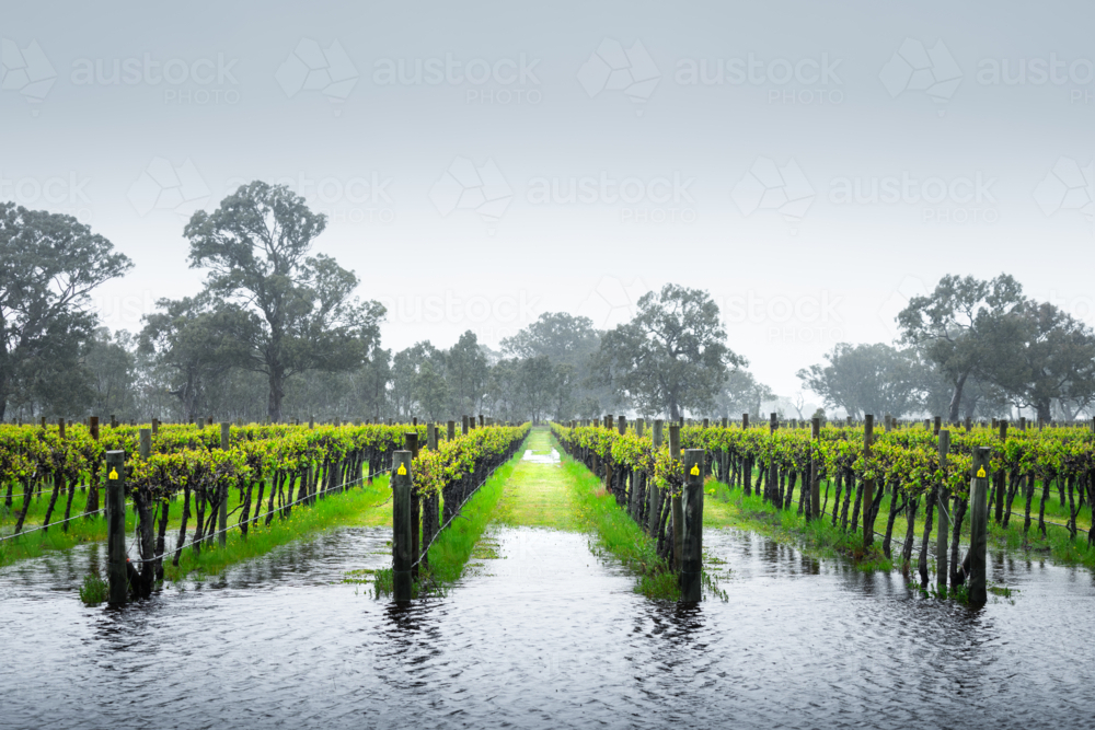 Vineyard in the Coonawarra - Australian Stock Image