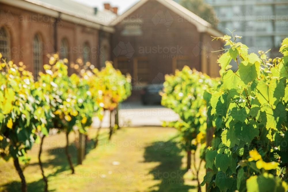 vineyard in the middle of Newcastle city - Australian Stock Image